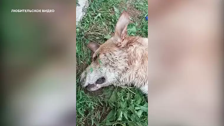 Под Нижнекамском неизвестный догхантер убивает собак