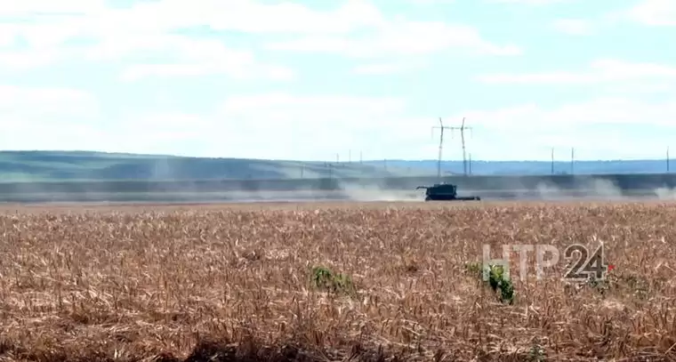 Жара может повлиять на сроки посадки озимых культур в Нижнекамском районе