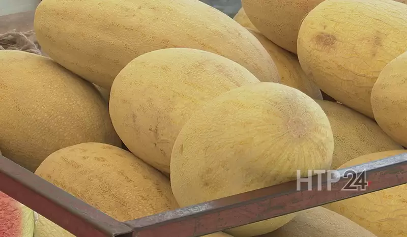 Во время дождей поливы не нужны - растения, наоборот, нужны укрывать, а почву под ними рыхлить // Фото: НТР 24