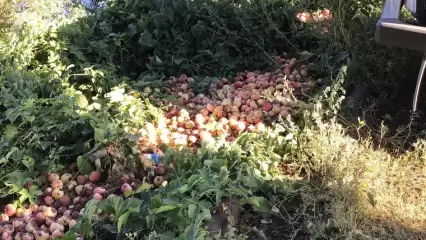 Нижнекамцы обнаружили свалку на берегу озера Каракуль