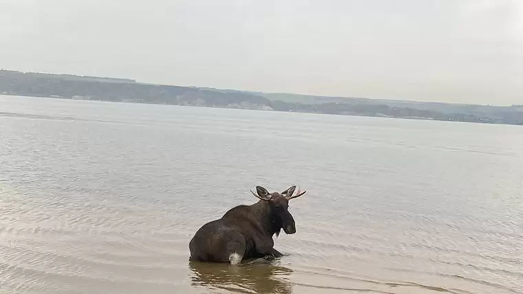 В Татарстане из воды спасли лося с поврежденной ногой