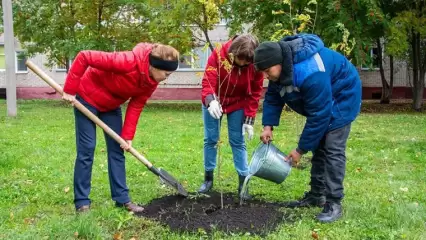 В Нижнекамске с начала года высажено 3,8 тысяч деревьев и кустарников