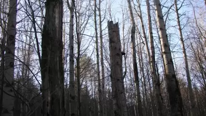 В Нижнекамске объявлен сбор на поиски пропавшего грибника