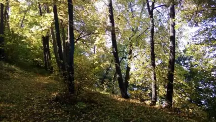 Сын потерял свою мать в татарстанском лесу