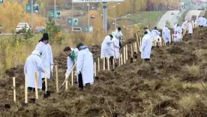 Сотрудники «Нижнекамскнефтехима» высадили в Нижнекамске беспуховые тополя