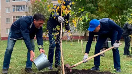 В Нижнекамске начнут следить за поливом свежепосаженных деревьев