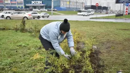 В Нижнекамске на кольце пр. Мира - пр. Строителей высадили 470 кустарников