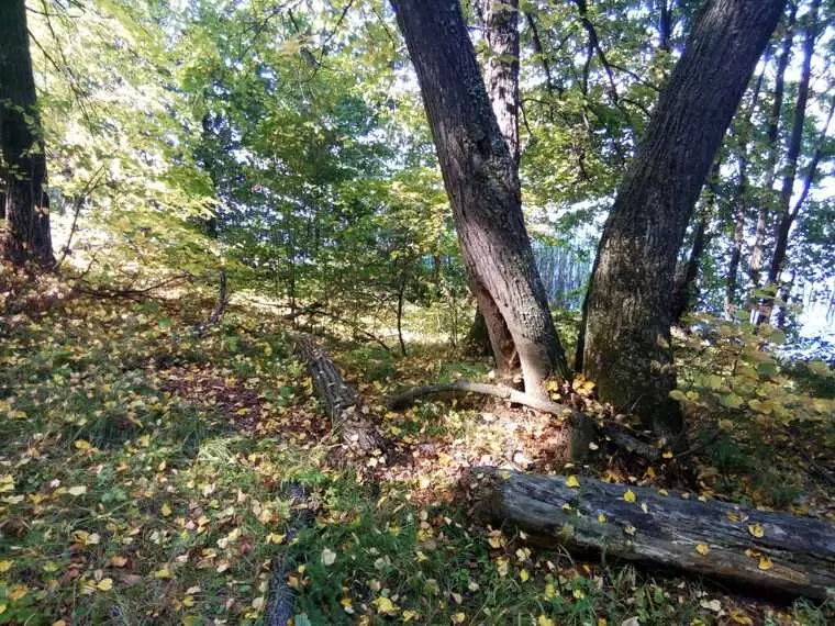 В Татарстане заготовлено более восьми тонн семян деревьев