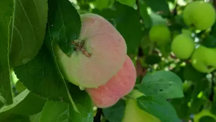 Запретный плод и сладок, и полезен!