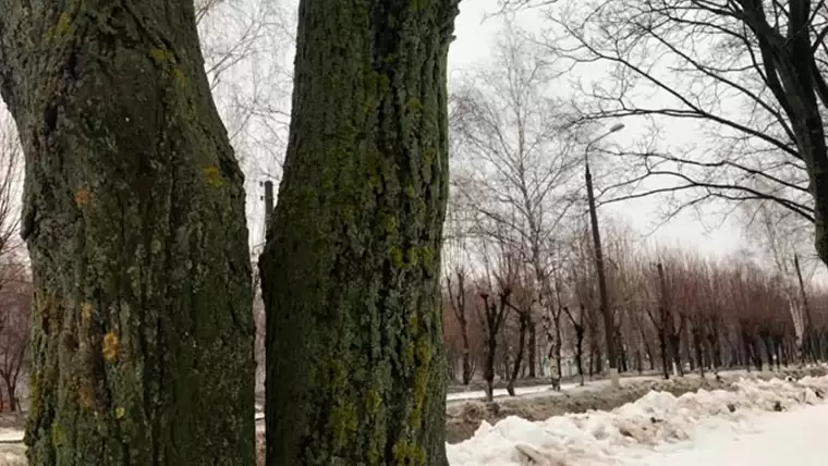 Жителям Татарстана объяснили причины появления кабанов в городах и что делать при встрече с ними