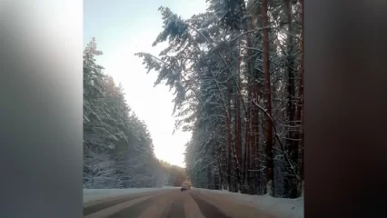 Вдоль трассы в Нижнекамском районе спилили опасные сосны