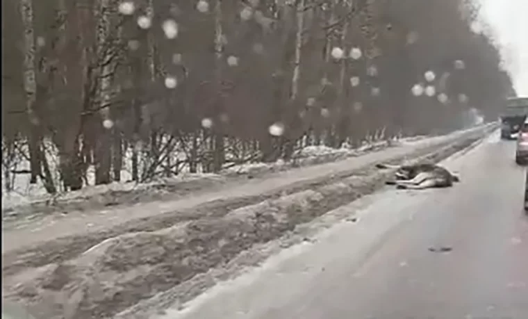 В промзоне Нижнекамска насмерть сбили лося