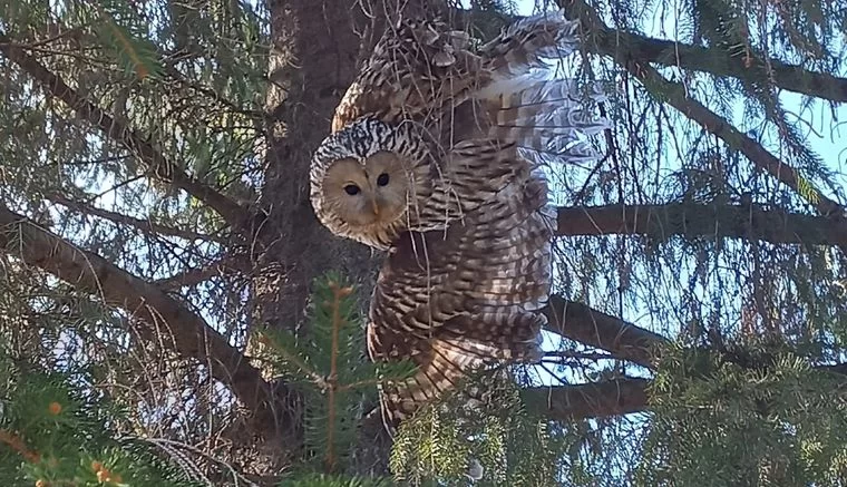 В Нижнекамске спасли сову, которую атаковали вороны