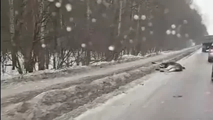 В промзоне Нижнекамска насмерть сбили лося