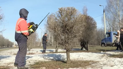 Нижнекамские специалисты продолжают работу по кронированию деревьев