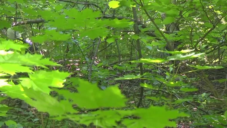 В Нижнекамском районе вводится трехнедельный запрет на посещение лесов