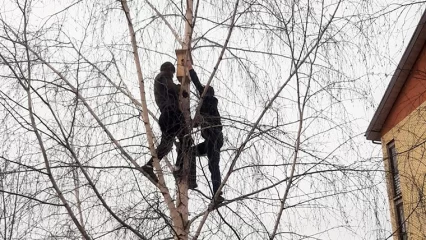 В одном из дворов Нижнекамска создали экозону со скворечниками