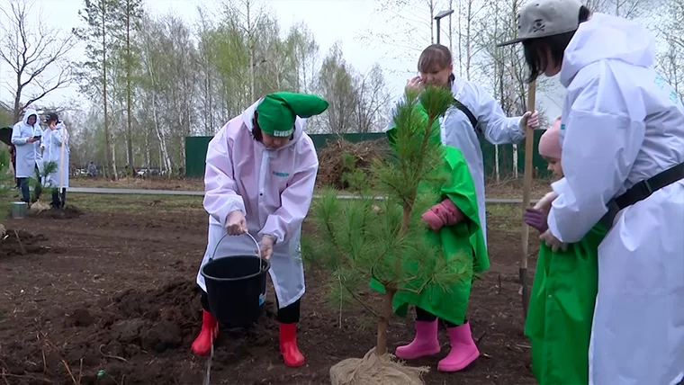 В Нижнекамском парке «СемьЯ» высадили 800 саженцев кедров