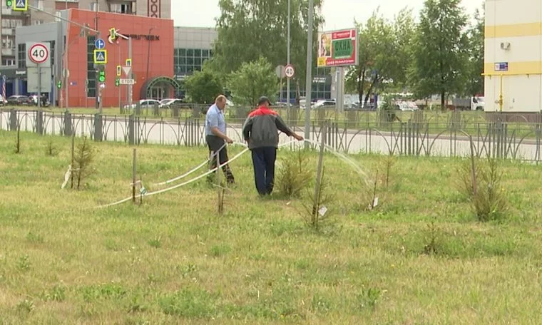 Нижнекамские коммунальщики пообещали поливать деревья дважды в неделю