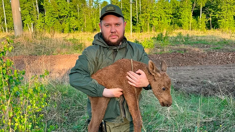 В Нижнекамском районе специалисты спасли лосёнка из плена