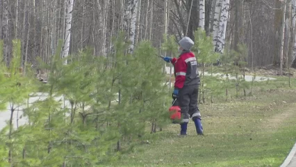 В Нижнекамском районе пока не зафиксированы случаи клещевого энцефалита