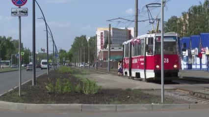 В Нижнекамске у городского рынка появились кусты можжевельника и барбариса