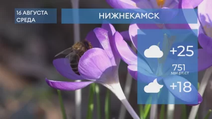 Прогноз погоды в Нижнекамске на 16-е августа 2023 года