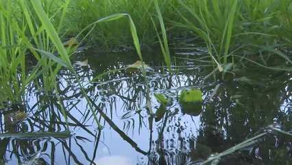 В огородах под Нижнекамском обнаружили тело утонувшего мужчины