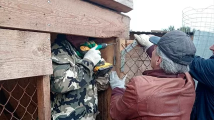 Девять месяцев с собаками