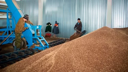 В Нижнекамском районе новое предприятие круглосуточно производит рапсовое масло