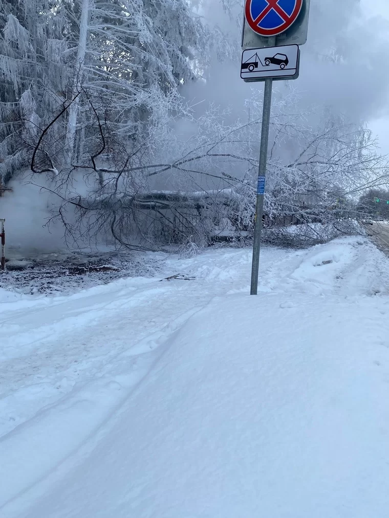 В Нижнекамске упавшее дерево сломало забор института