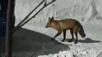 В Нижнекамске на видео сняли бегающую по двору лису