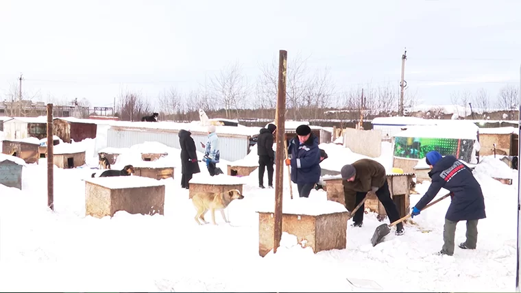 Нижнекамский медколледж взял шефство над приютом для животных