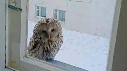 В Нижнекамском районе неясыть наблюдала за детским садом