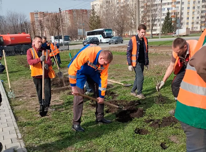 В Нижнекамске высадили кусты кизильника блестящего и пузыреплодника