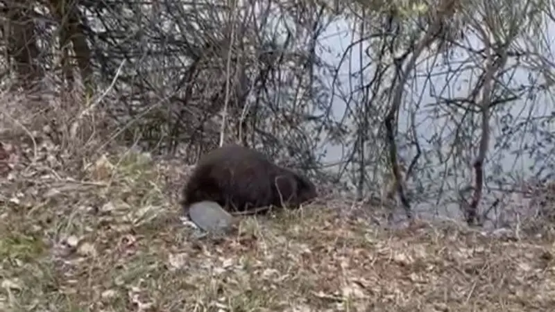 В Нижнекамске забредшему на завод бобру помогли вернуться домой