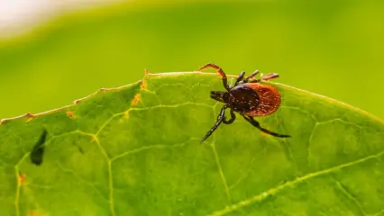 Нижнекамцам посоветовали не вытаскивать клещей самостоятельно