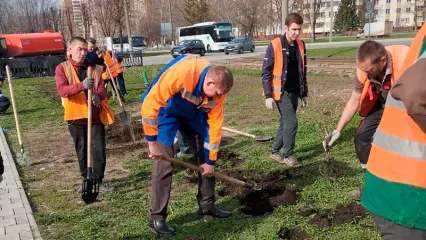 В Нижнекамске высадили кусты кизильника блестящего и пузыреплодника