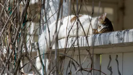 В Татарстане объявлено штормовое предупреждение об аномальной жаре