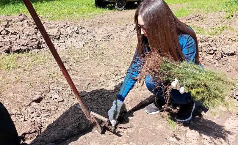 В Нижнекамском районе на территории лесничества высадили 735 саженцев ели