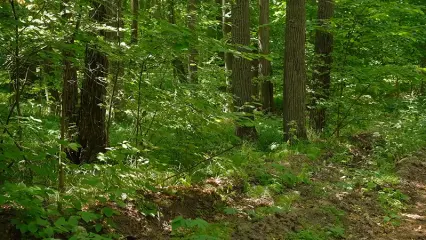 Нижнекамцам назвали основные причины возникновения лесных пожаров