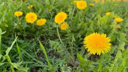 В Татарстане сохраняются ночные заморозки