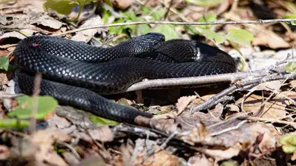 Половина опрошенных НТР 24 нижнекамцев уже встречали змей в этом году