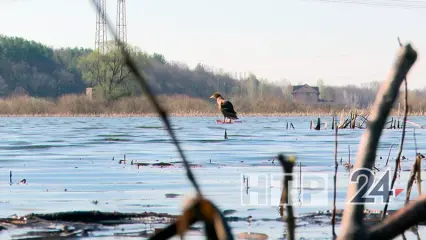 В Татарстане хотят изменить сроки охоты на водоплавающую и боровую дичь