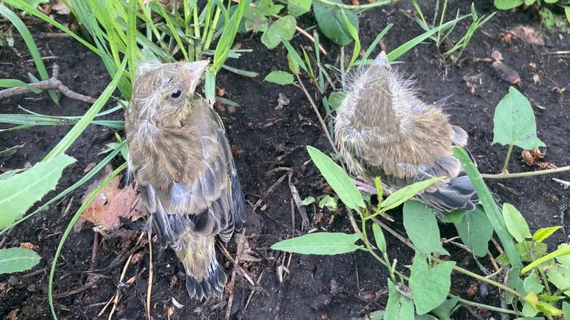 В Татарстане сотрудники больницы спасли птенцов чижа