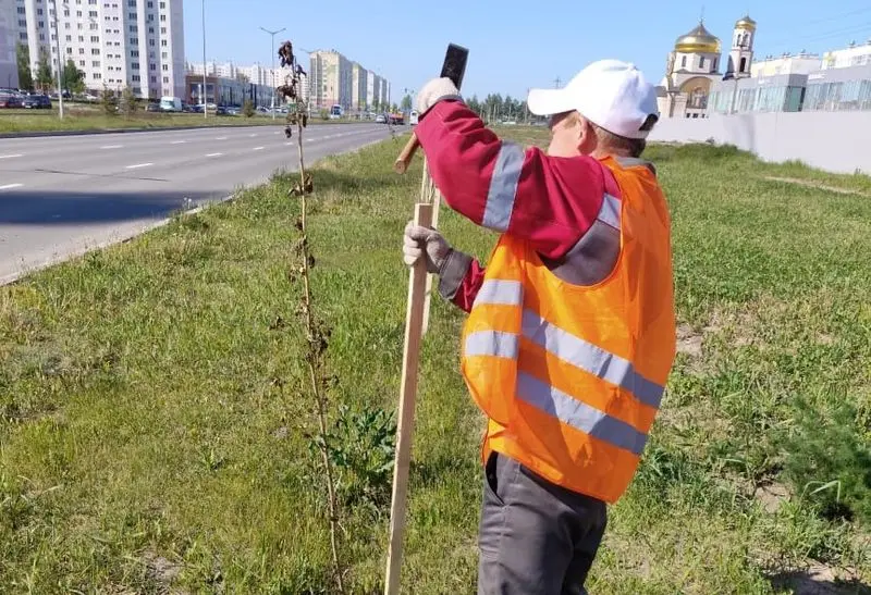 В Нижнекамске за 2 месяца высадили около 2,5 тыс. деревьев