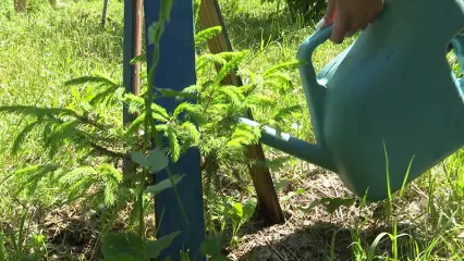 Нижнекамцы поливают деревья во дворах