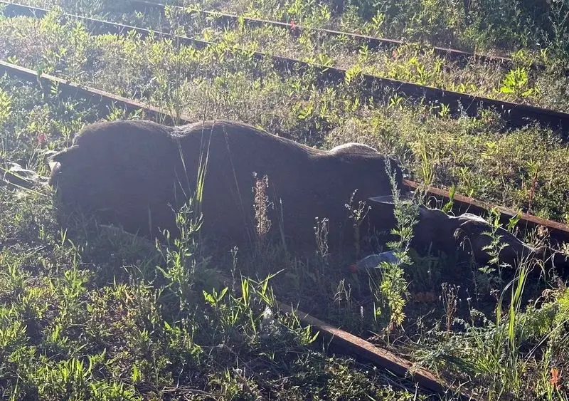 В Нижнекамском районе с начала года произошло 12 ДТП с лосями