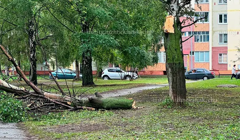 В Нижнекамске из-за непогоды упало дерево