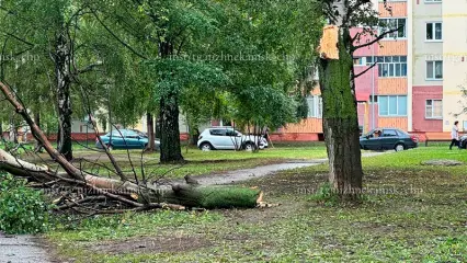 В Нижнекамске из-за непогоды упало дерево